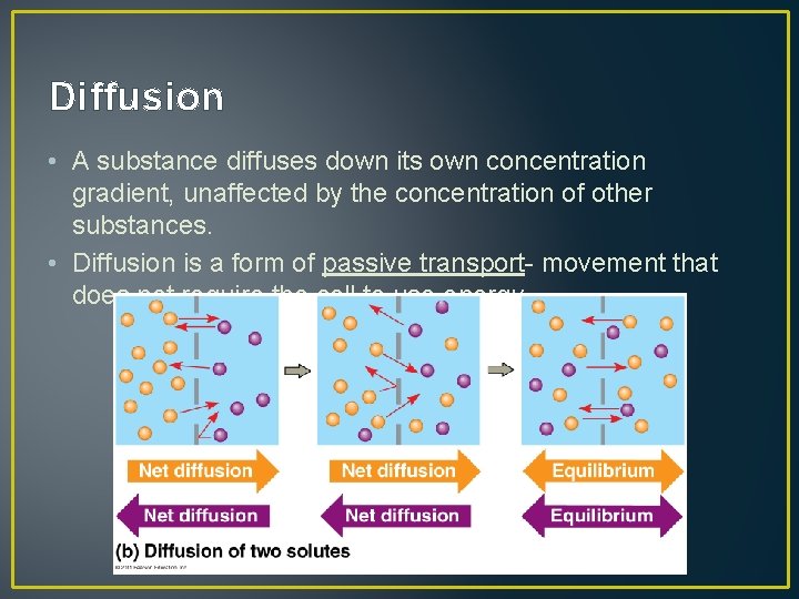 Diffusion • A substance diffuses down its own concentration gradient, unaffected by the concentration