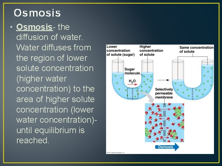 Osmosis • Osmosis- the diffusion of water. Water diffuses from the region of lower