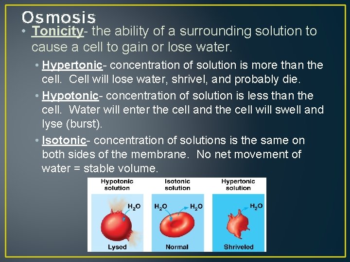 Osmosis • Tonicity- the ability of a surrounding solution to cause a cell to