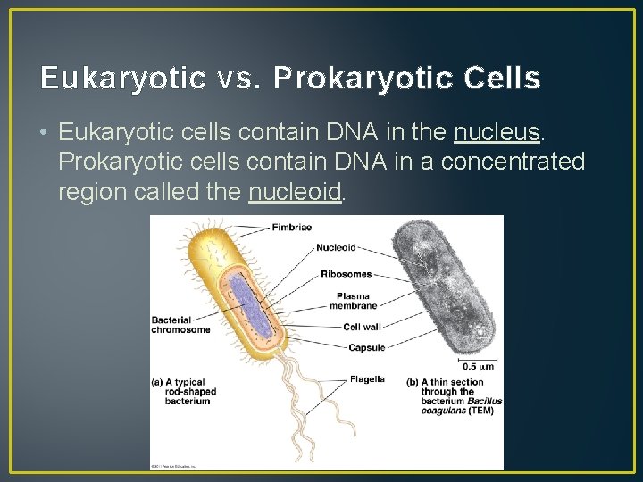 Eukaryotic vs. Prokaryotic Cells • Eukaryotic cells contain DNA in the nucleus. Prokaryotic cells