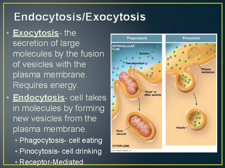 Endocytosis/Exocytosis • Exocytosis- the secretion of large molecules by the fusion of vesicles with
