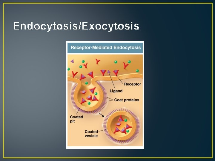 Endocytosis/Exocytosis 