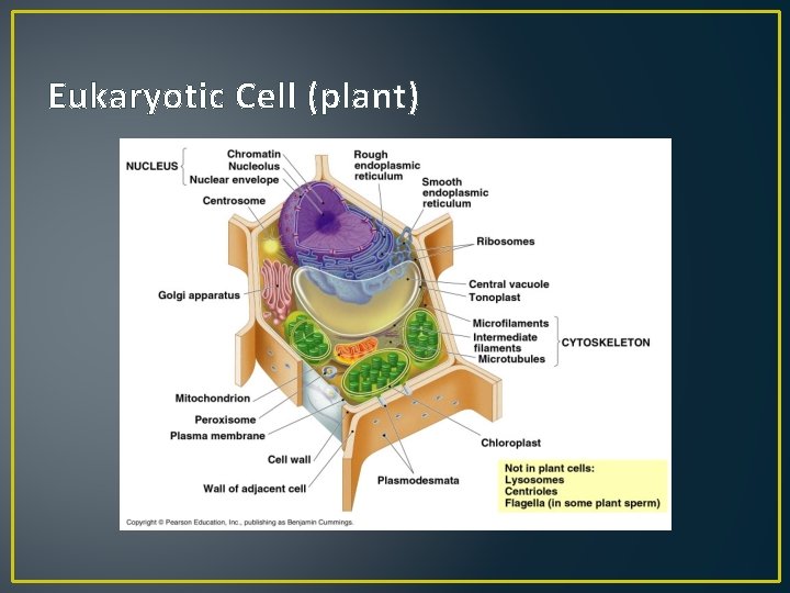 Eukaryotic Cell (plant) 
