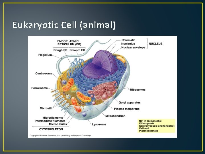 Eukaryotic Cell (animal) 