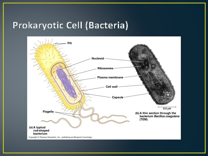 Prokaryotic Cell (Bacteria) 