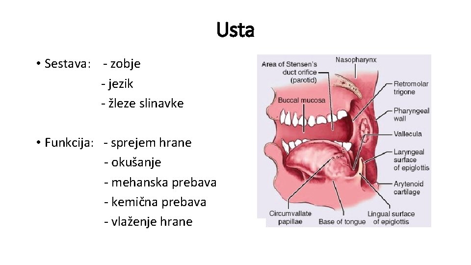 Usta • Sestava: - zobje - jezik - žleze slinavke • Funkcija: - sprejem