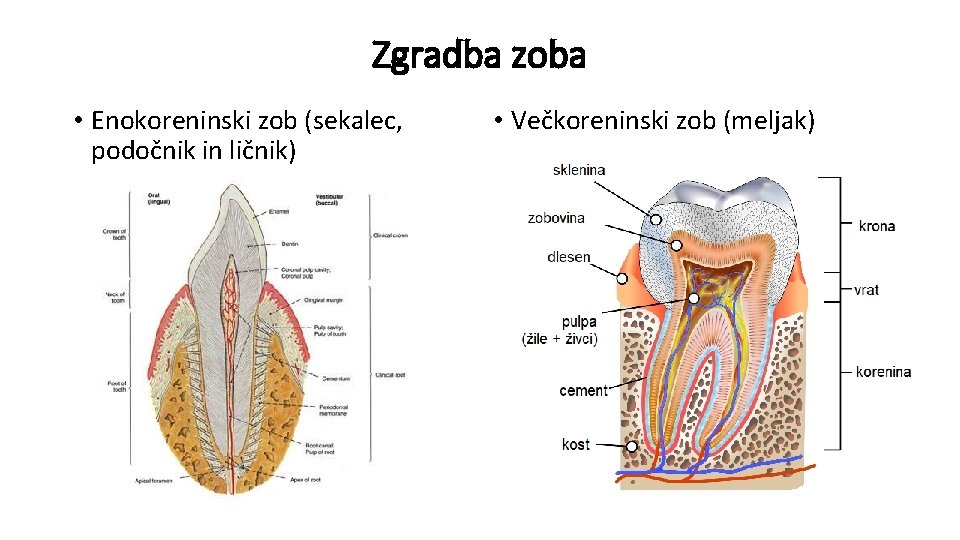 Zgradba zoba • Enokoreninski zob (sekalec, podočnik in ličnik) • Večkoreninski zob (meljak) 