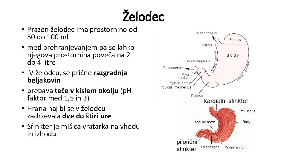 Želodec • Prazen želodec ima prostornino od 50 do 100 ml • med prehranjevanjem