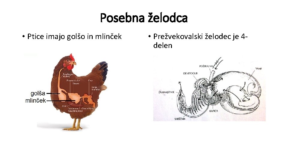 Posebna želodca • Ptice imajo golšo in mlinček • Prežvekovalski želodec je 4 delen