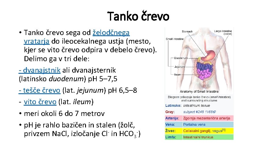 Tanko črevo • Tanko črevo sega od želodčnega vratarja do ileocekalnega ustja (mesto, kjer