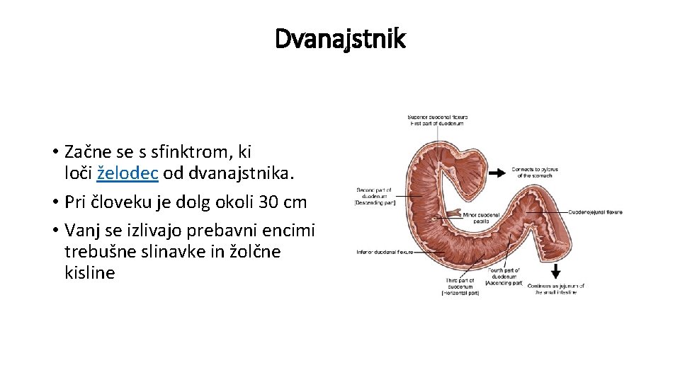 Dvanajstnik • Začne se s sfinktrom, ki loči želodec od dvanajstnika. • Pri človeku