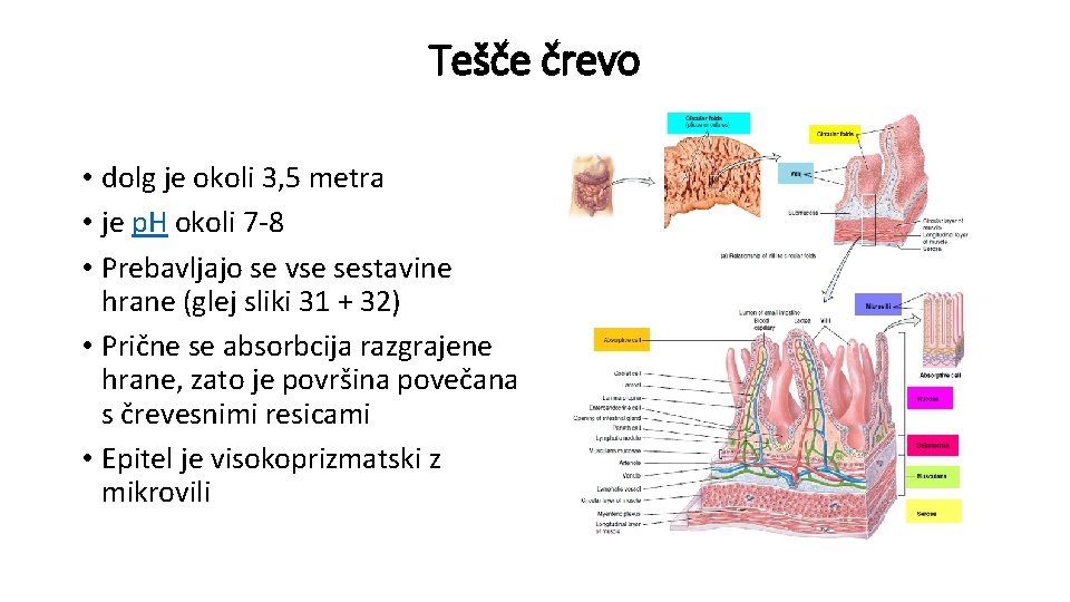 Tešče črevo • dolg je okoli 3, 5 metra • je p. H okoli