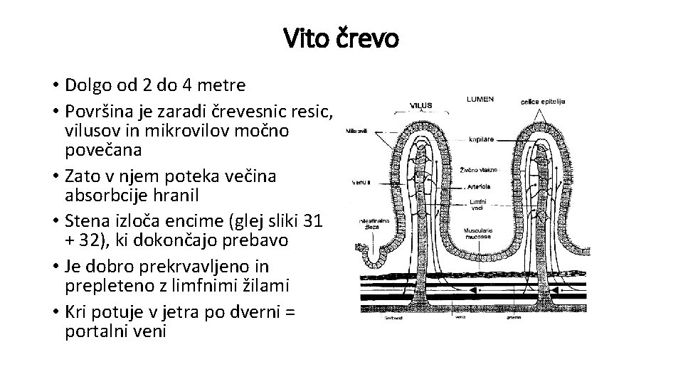Vito črevo • Dolgo od 2 do 4 metre • Površina je zaradi črevesnic