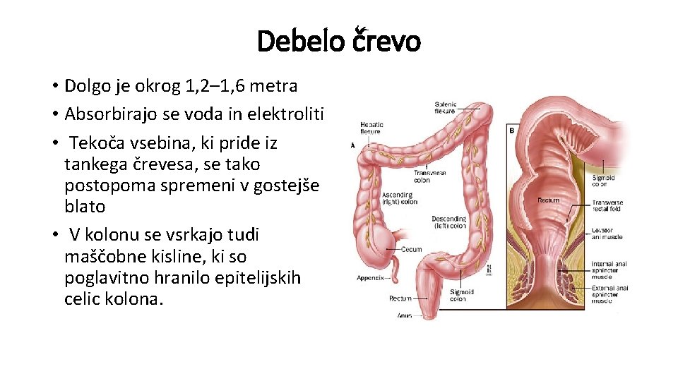 Debelo črevo • Dolgo je okrog 1, 2– 1, 6 metra • Absorbirajo se