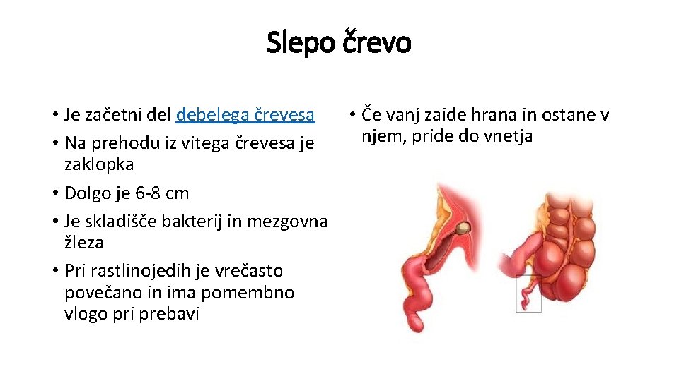 Slepo črevo • Je začetni del debelega črevesa • Na prehodu iz vitega črevesa