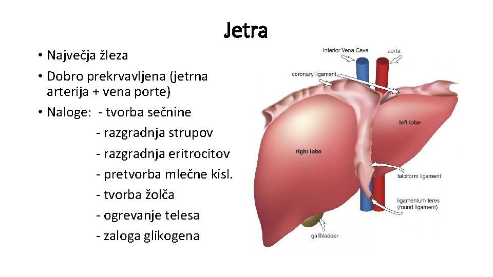 Jetra • Največja žleza • Dobro prekrvavljena (jetrna arterija + vena porte) • Naloge: