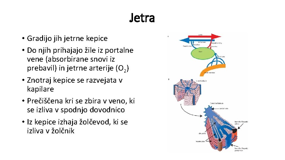 Jetra • Gradijo jih jetrne kepice • Do njih prihajajo žile iz portalne vene