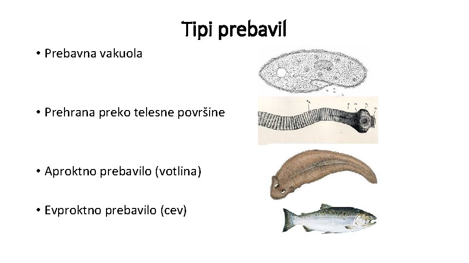 Tipi prebavil • Prebavna vakuola • Prehrana preko telesne površine • Aproktno prebavilo (votlina)