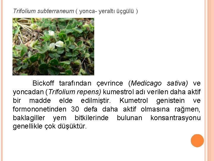 Trifolium subterraneum ( yonca- yeraltı üçgülü ) Bickoff tarafından çevrince (Medicago sativa) ve yoncadan