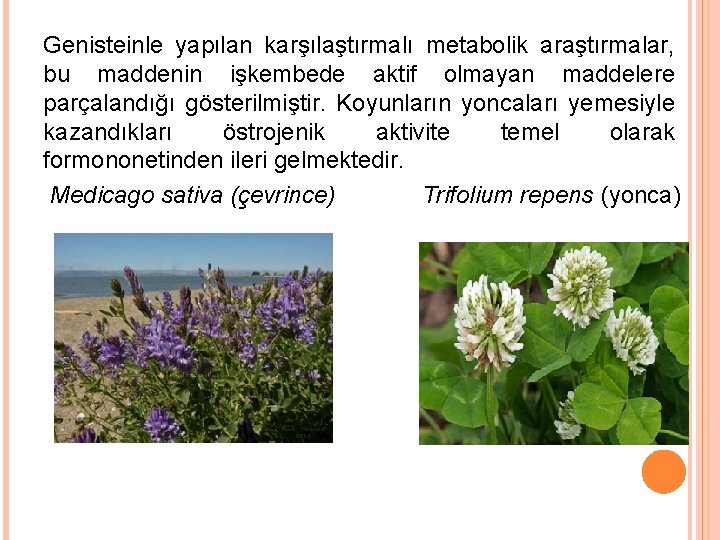 Genisteinle yapılan karşılaştırmalı metabolik araştırmalar, bu maddenin işkembede aktif olmayan maddelere parçalandığı gösterilmiştir. Koyunların