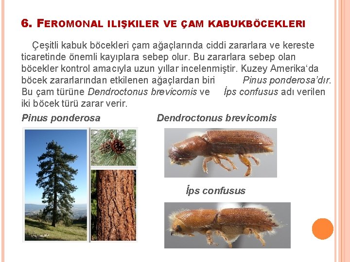 6. FEROMONAL ILIŞKILER VE ÇAM KABUKBÖCEKLERI Çeşitli kabuk böcekleri çam ağaçlarında ciddi zararlara ve