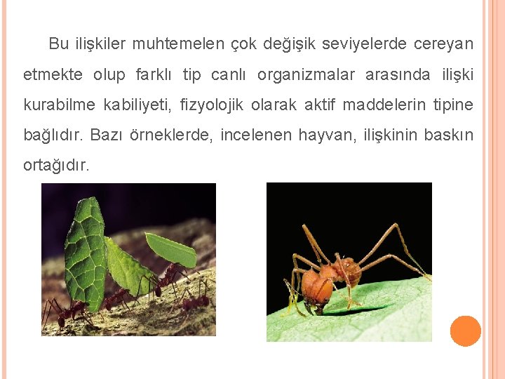 Bu ilişkiler muhtemelen çok değişik seviyelerde cereyan etmekte olup farklı tip canlı organizmalar arasında