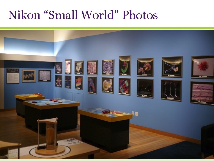 Nikon “Small World” Photos 