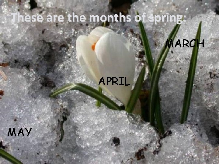 These are the months of spring: MARCH APRIL MAY 