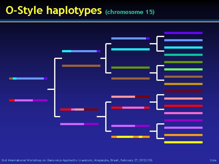 O-Style haplotypes (chromosome 15) 2 nd International Workshop on Genomics Applied to Livestock, Araçatuba,