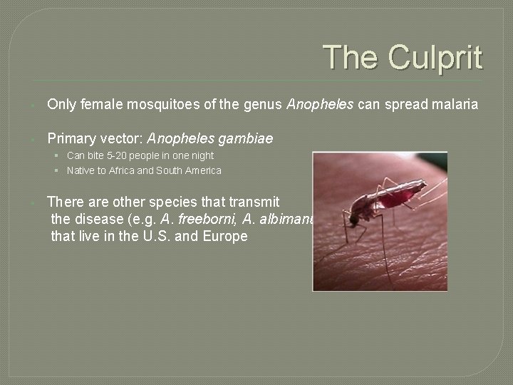 The Culprit § Only female mosquitoes of the genus Anopheles can spread malaria §