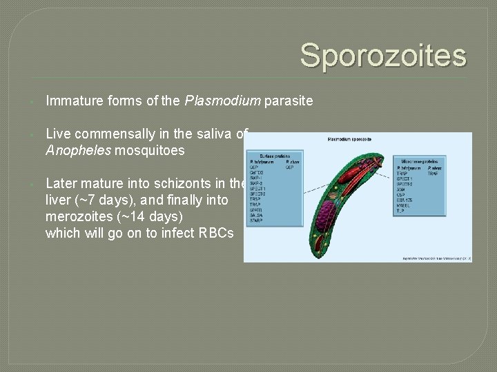 Sporozoites § Immature forms of the Plasmodium parasite § Live commensally in the saliva