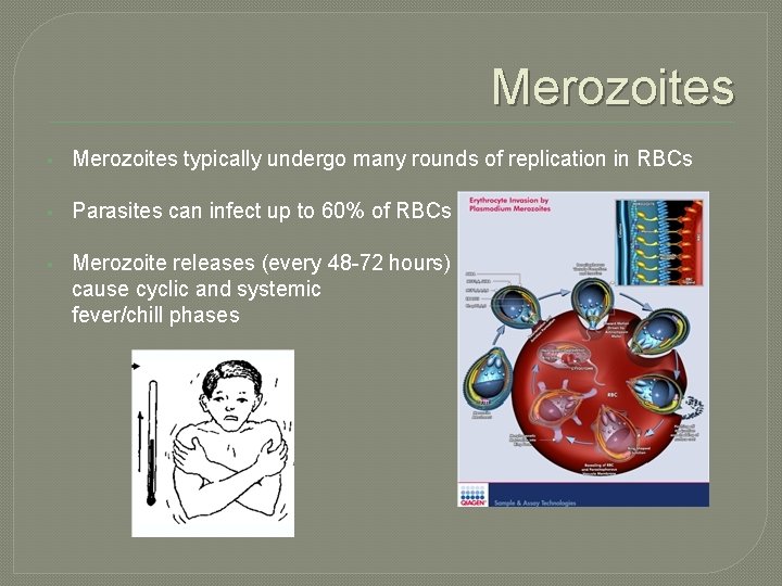 Merozoites § Merozoites typically undergo many rounds of replication in RBCs § Parasites can