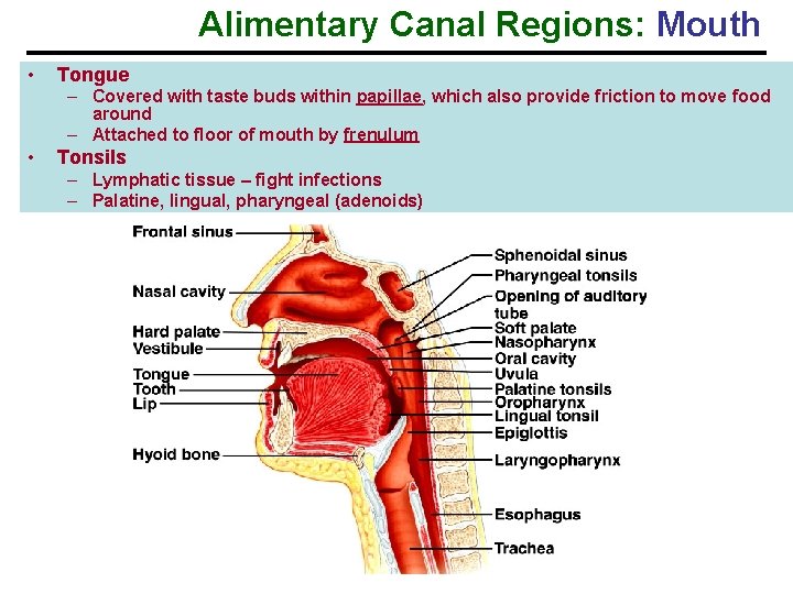 Alimentary Canal Regions: Mouth • Tongue – Covered with taste buds within papillae, which