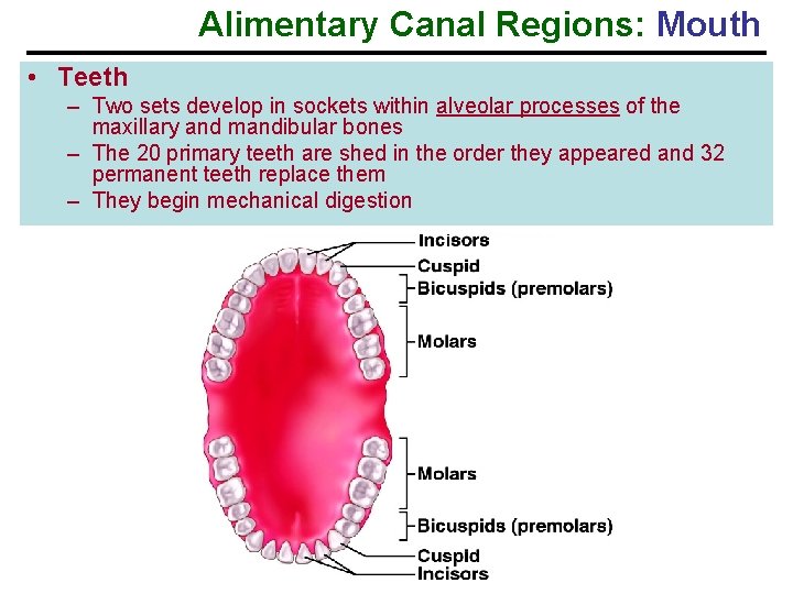 Alimentary Canal Regions: Mouth • Teeth – Two sets develop in sockets within alveolar