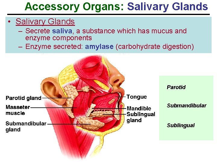 Accessory Organs: Salivary Glands • Salivary Glands – Secrete saliva, a substance which has