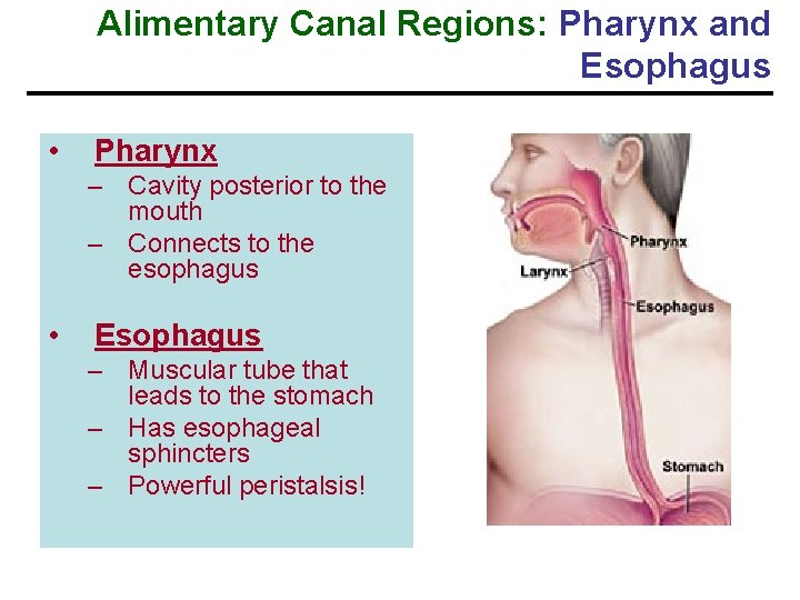 Alimentary Canal Regions: Pharynx and Esophagus • Pharynx – Cavity posterior to the mouth