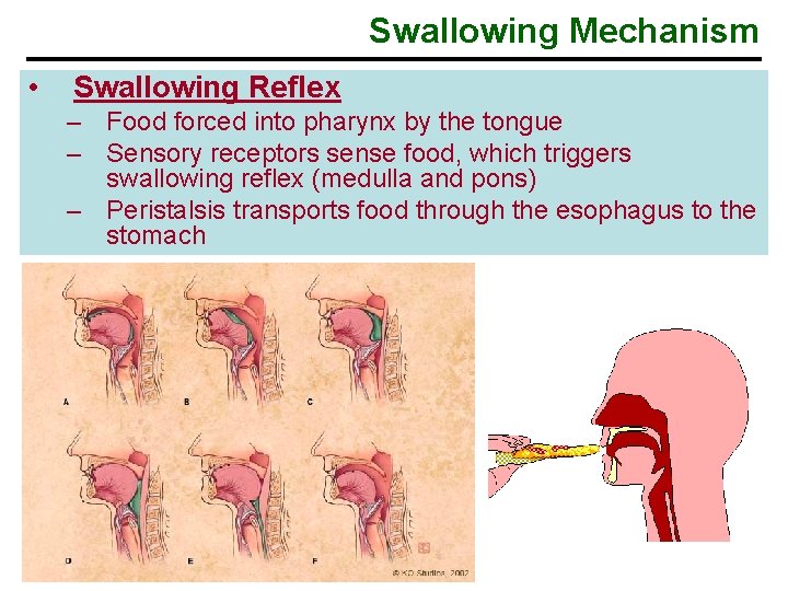 Swallowing Mechanism • Swallowing Reflex – Food forced into pharynx by the tongue –