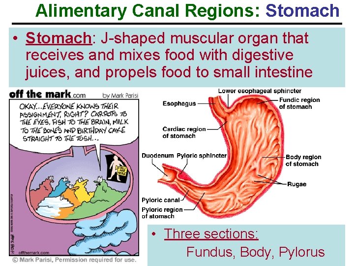 Alimentary Canal Regions: Stomach • Stomach: J-shaped muscular organ that receives and mixes food