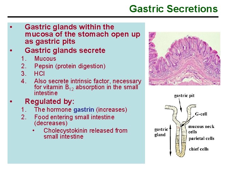 Gastric Secretions • • Gastric glands within the mucosa of the stomach open up