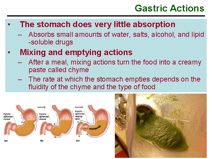 Gastric Actions • The stomach does very little absorption – Absorbs small amounts of