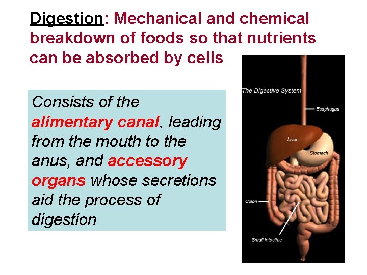 Digestion: Mechanical and chemical breakdown of foods so that nutrients can be absorbed by