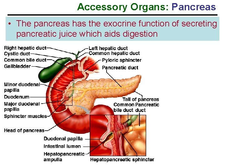 Accessory Organs: Pancreas • The pancreas has the exocrine function of secreting pancreatic juice