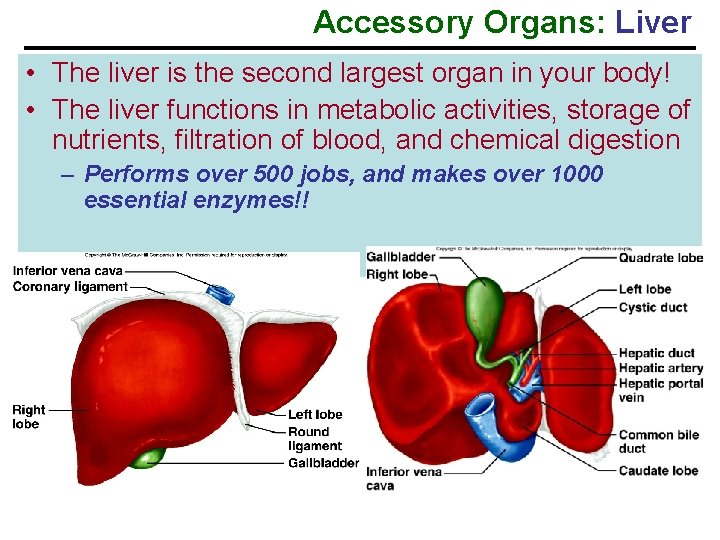 Accessory Organs: Liver • The liver is the second largest organ in your body!