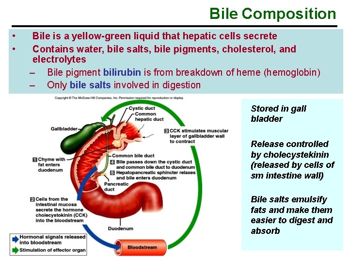 Bile Composition • • Bile is a yellow-green liquid that hepatic cells secrete Contains