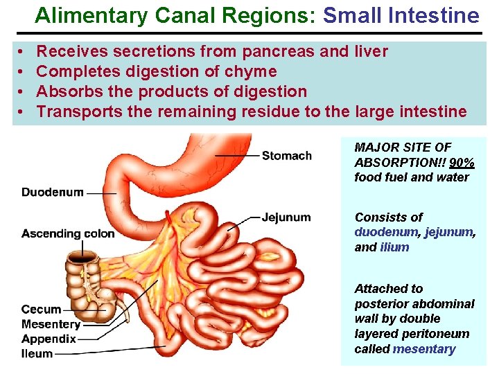 Alimentary Canal Regions: Small Intestine • • Receives secretions from pancreas and liver Completes