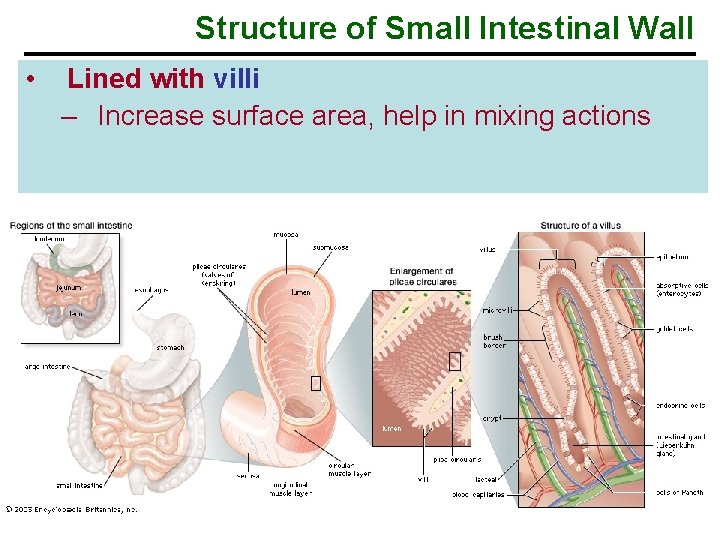 Structure of Small Intestinal Wall • Lined with villi – Increase surface area, help