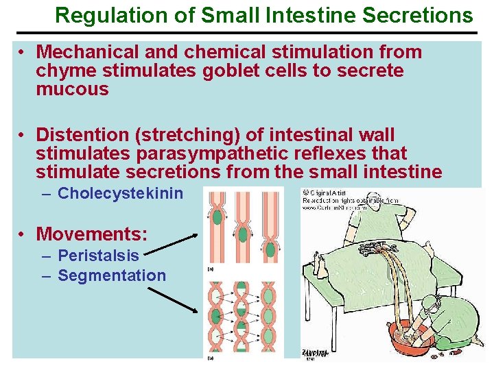 Regulation of Small Intestine Secretions • Mechanical and chemical stimulation from chyme stimulates goblet