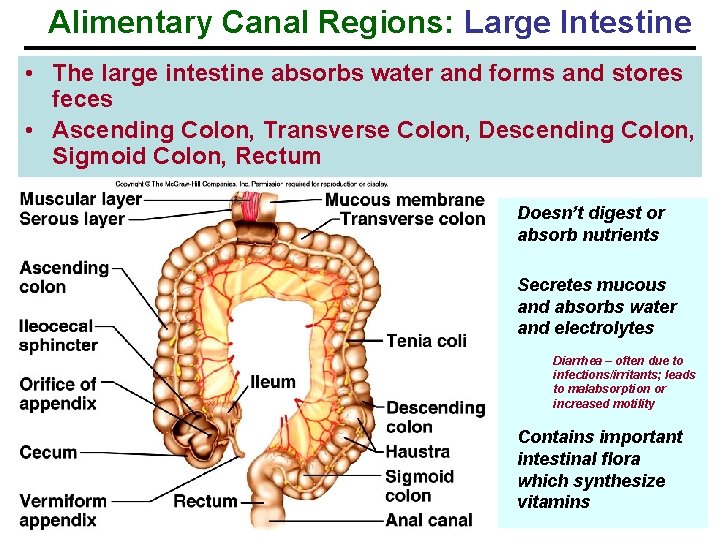 Alimentary Canal Regions: Large Intestine • The large intestine absorbs water and forms and