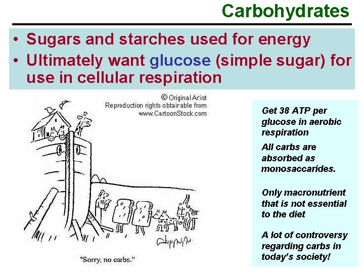 Carbohydrates • Sugars and starches used for energy • Ultimately want glucose (simple sugar)