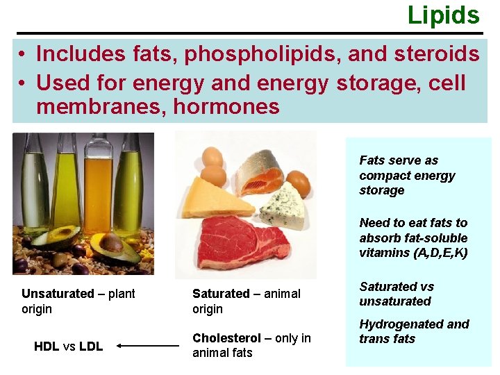 Lipids • Includes fats, phospholipids, and steroids • Used for energy and energy storage,